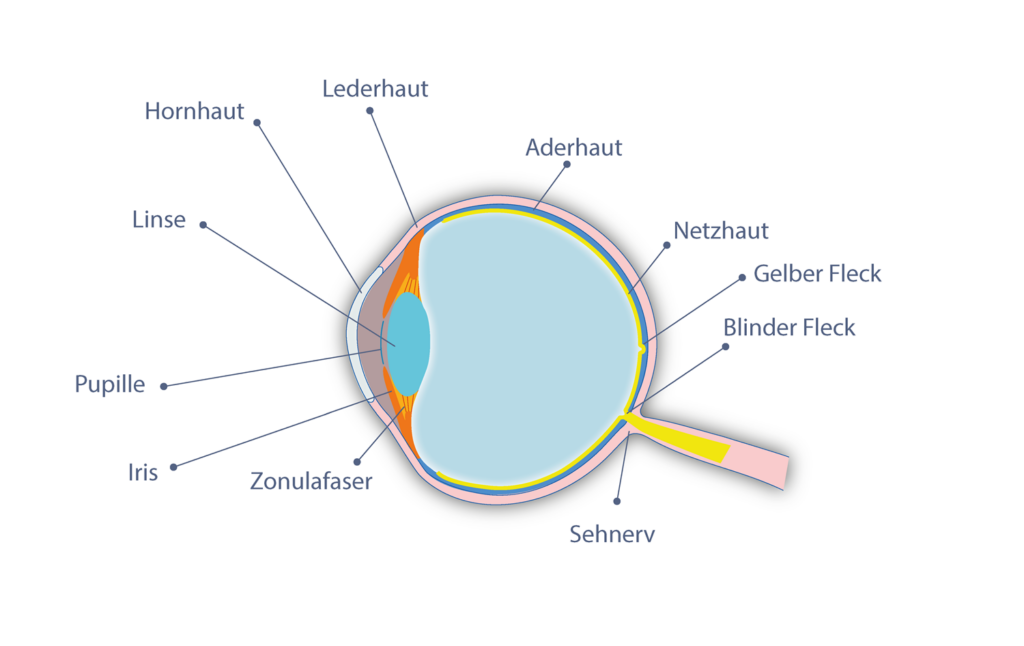 Das Auge – Ein Blick auf eins unserer wichtigsten Sinnesorgane
